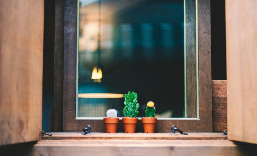 green succulent plants on brown clay pots