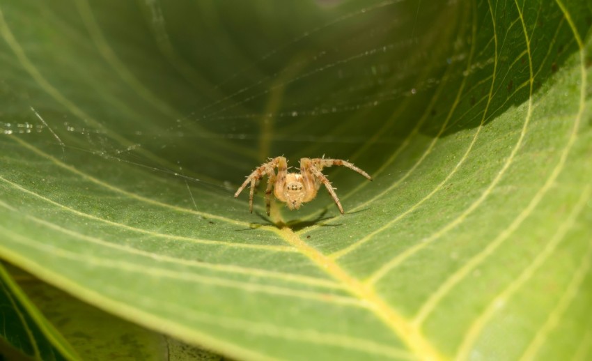 a spider sitting on top of a green leaf