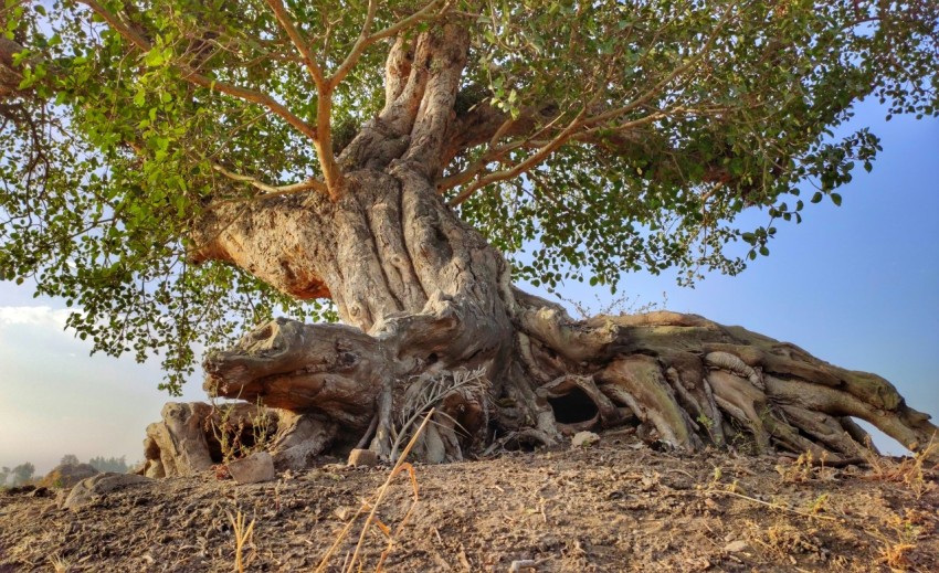 a large tree that is sitting in the dirt