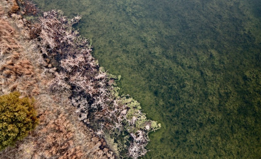 aerial view of green trees and brown field during daytime