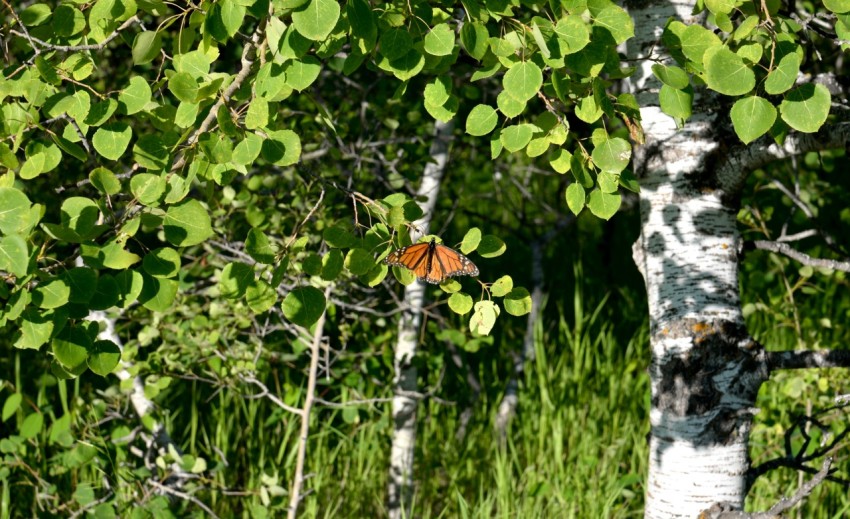 a butterfly sitting on top of a leaf covered tree