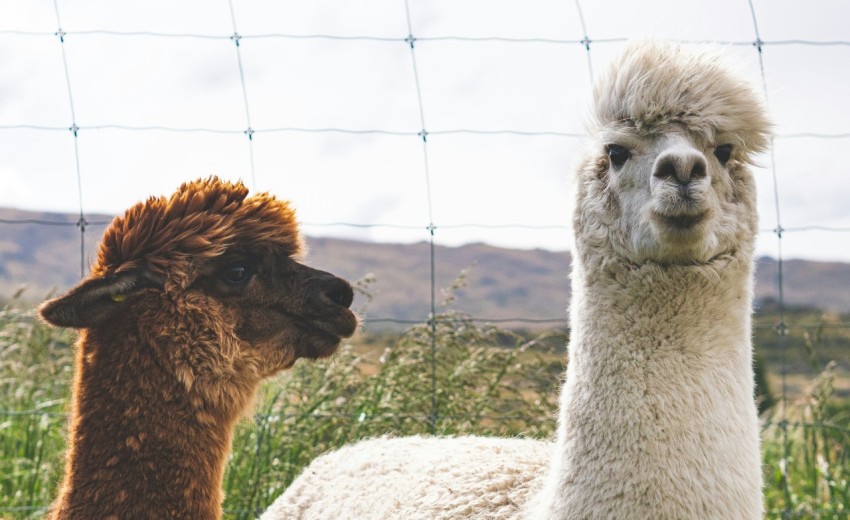 a couple of llamas standing next to each other