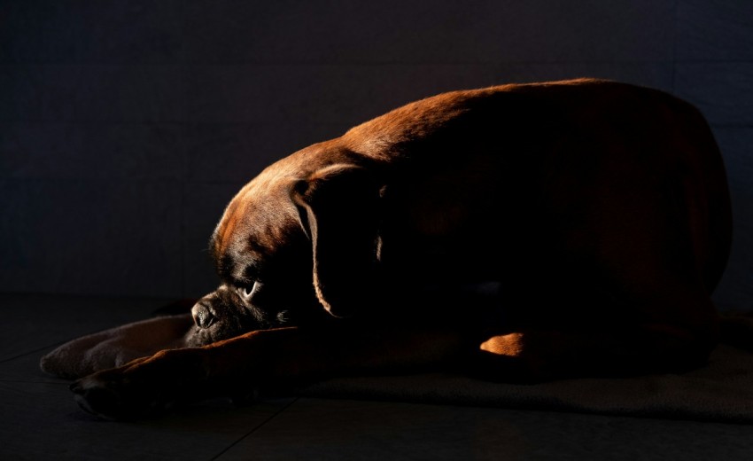 selective focus photography of short coated brown dog