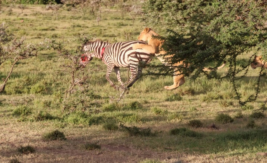 a couple of zebras that are standing in the grass