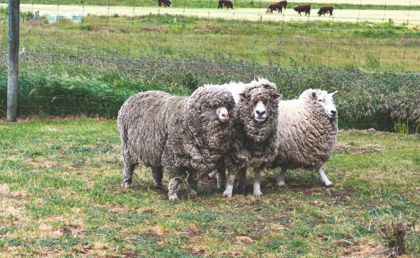 a herd of sheep standing on top of a lush green field