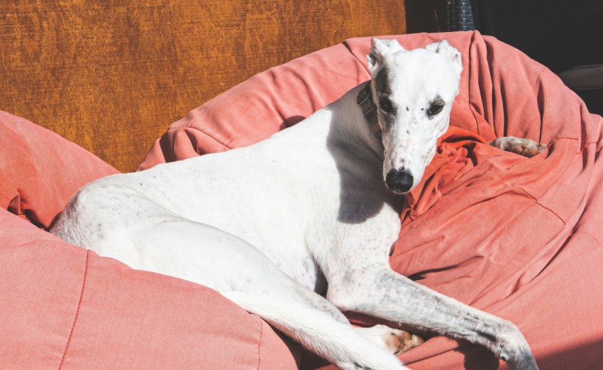 a white dog laying on top of a pink couch