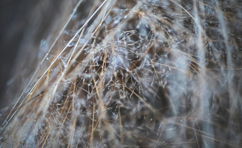 a close up of a bunch of grass