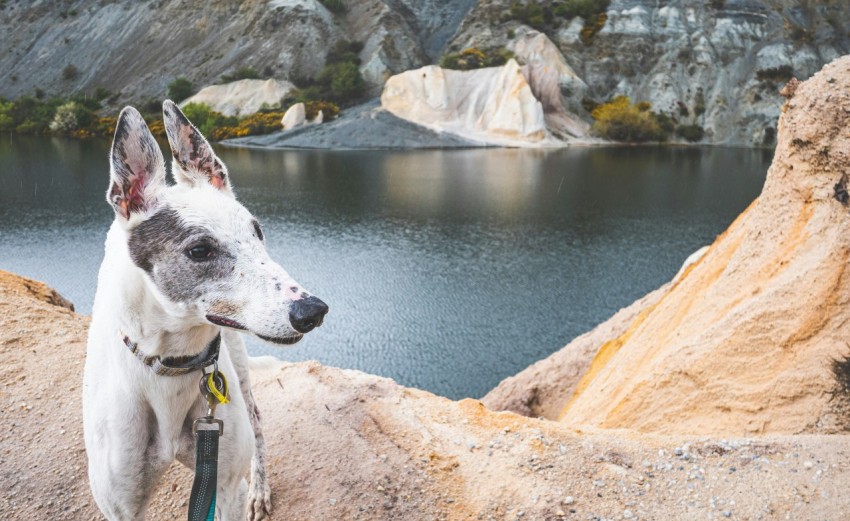 a dog standing on top of a rock next to a lake