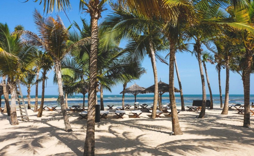 a sandy beach with palm trees and chairs mIDfo78z