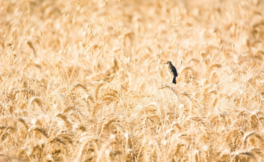 black and gray bird on wheat field