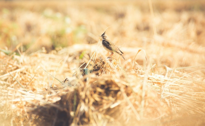 black and gray small beaked bird on wheat feild