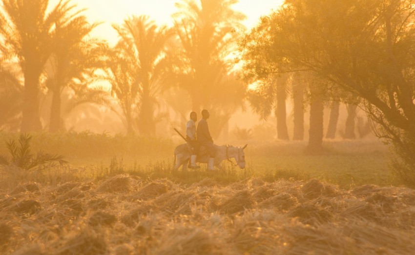 two people riding white horse on green field in foggy day