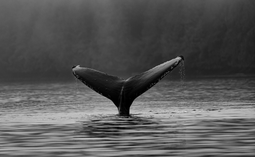 whales tale on water