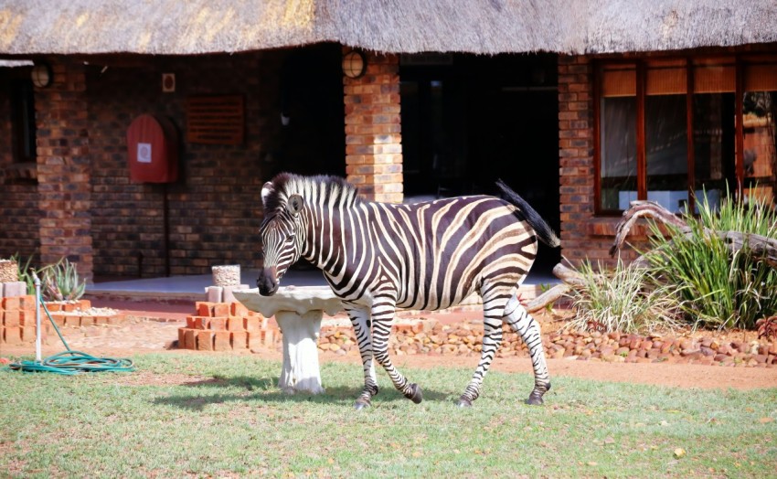 a zebra standing on top of a lush green field