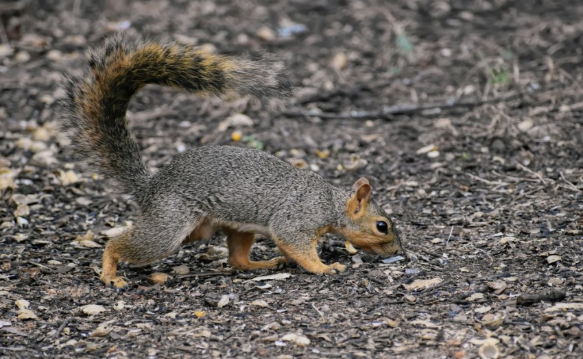 a small squirrel walking across a dirt field