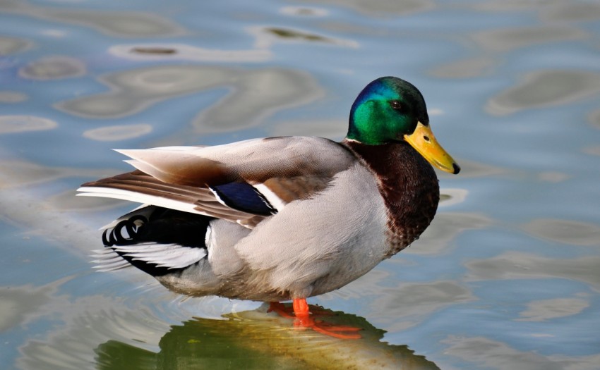 green gray and brown mallard duck in body of water