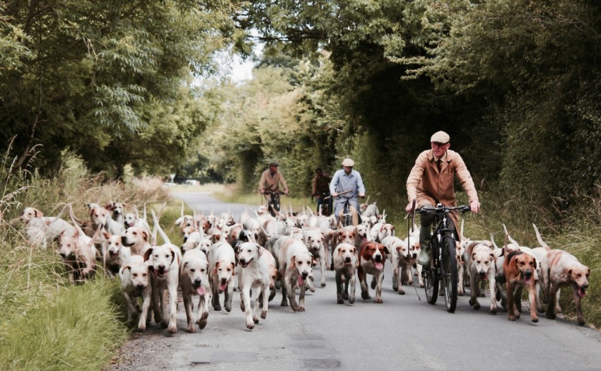 three man riding on bicycles together with litter of short coated dogs 9FDKj