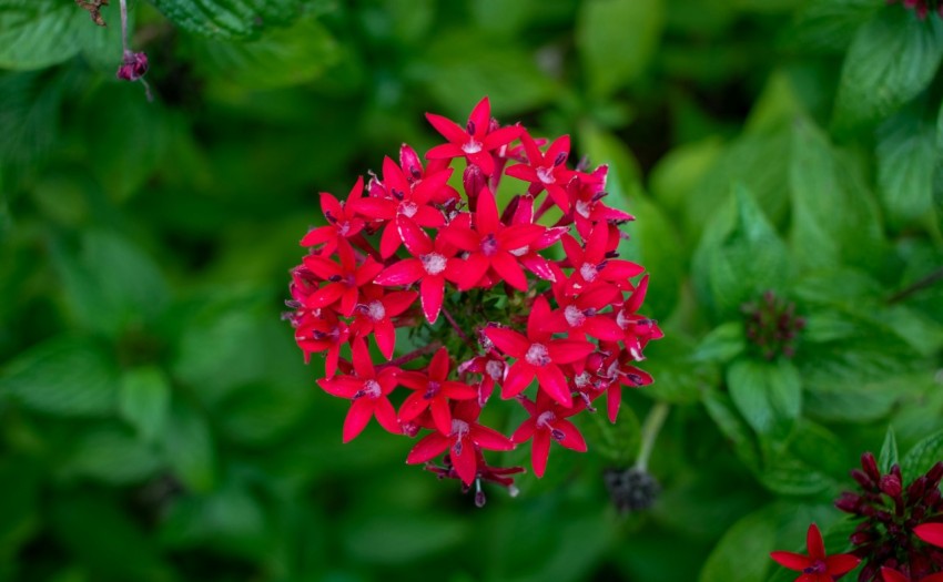 a close up of a red flower surrounded by green leaves