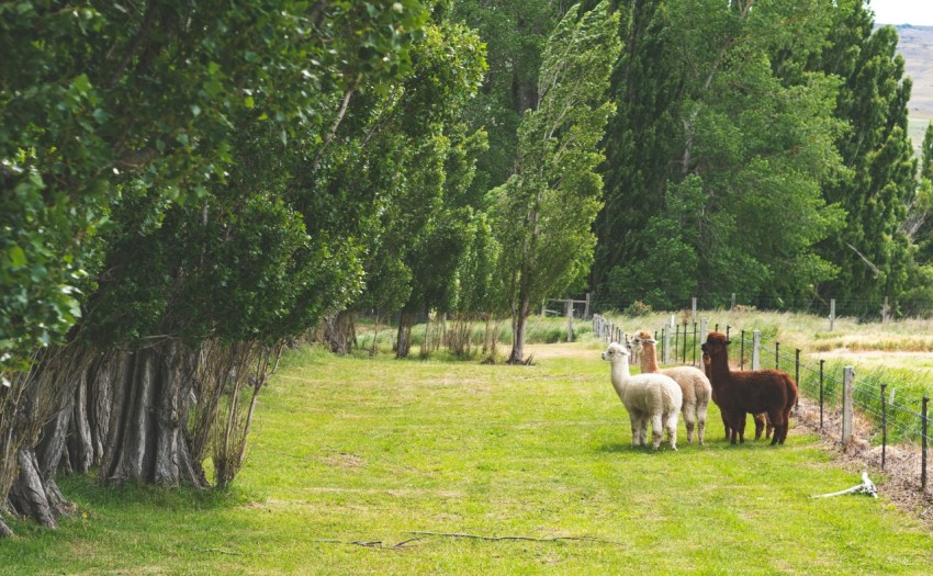 a group of llamas standing in a grassy field