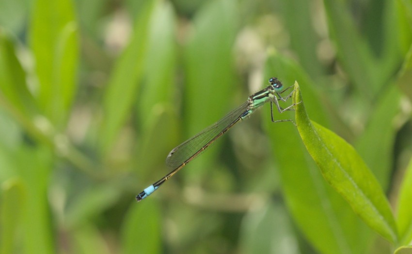 a blue and black insect sitting on top of a green plant