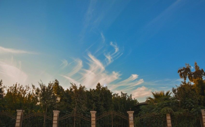 green trees under blue sky during daytime