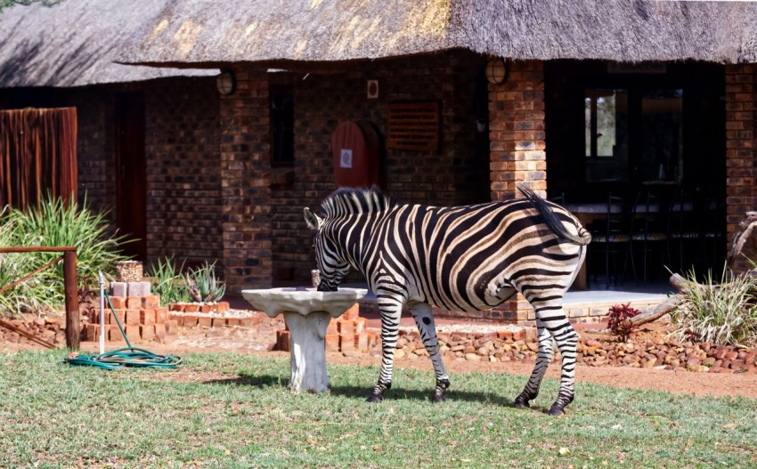 a zebra standing next to a bird bath in a field