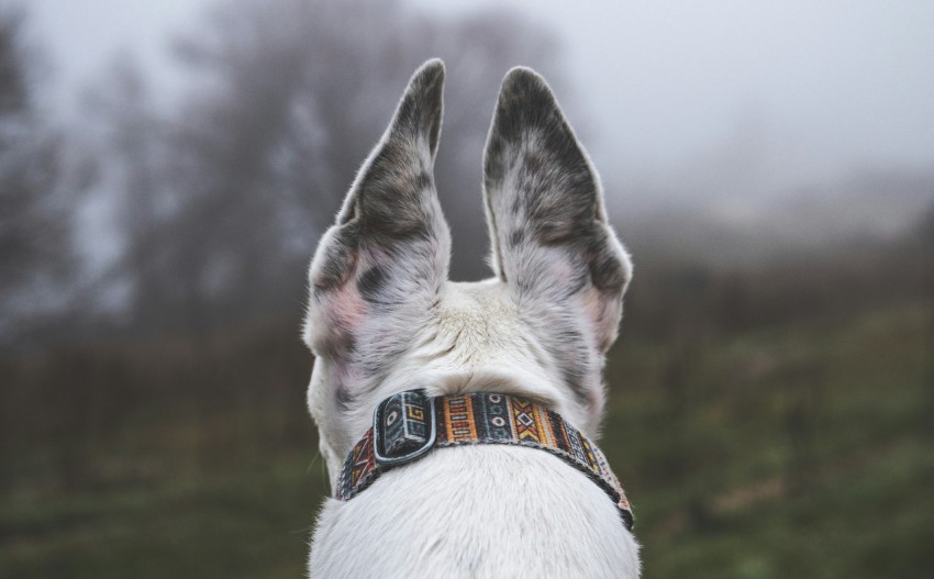 a close up of a dogs face with a foggy background