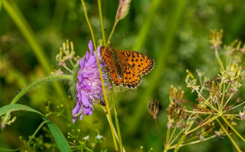 a butterfly is sitting on a purple flower