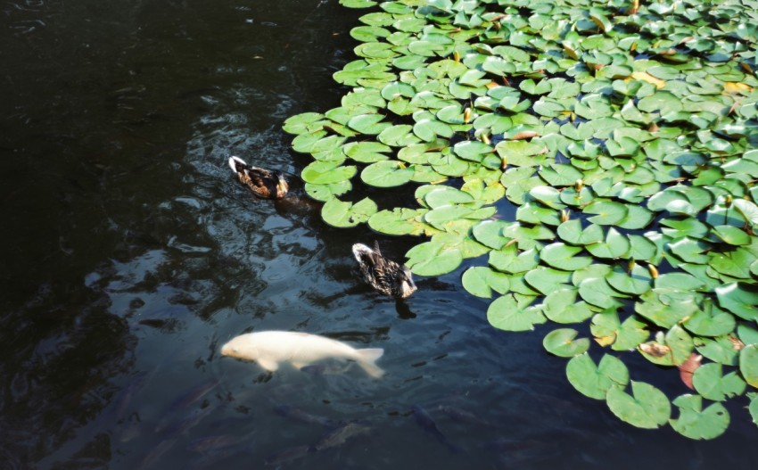 a group of ducks floating on top of a pond filled with lily pads vLxTYrLHX