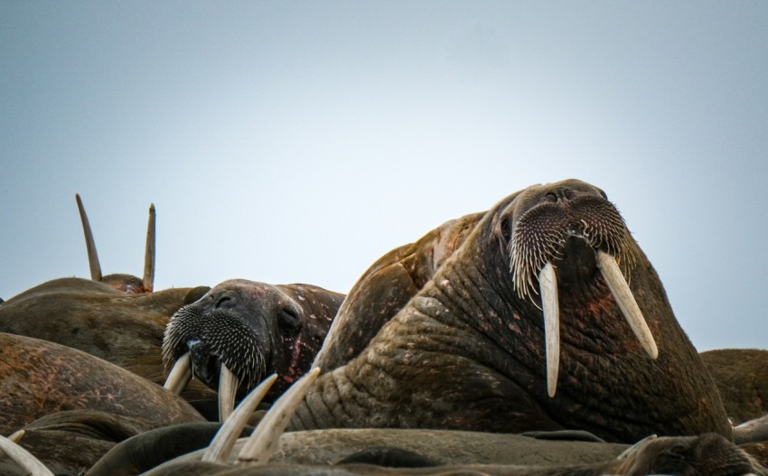 a herd of walrus standing on top of a rocky hillside