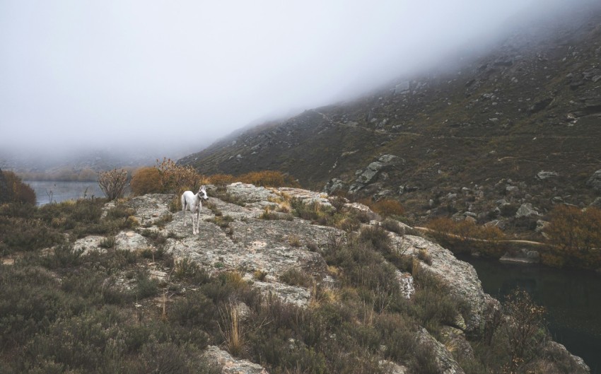 a couple of sheep standing on top of a rocky hillside