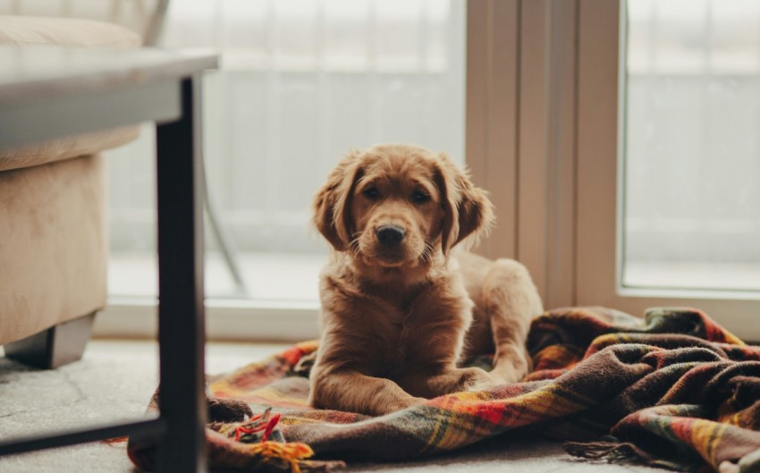 golden retriever puppy on bed