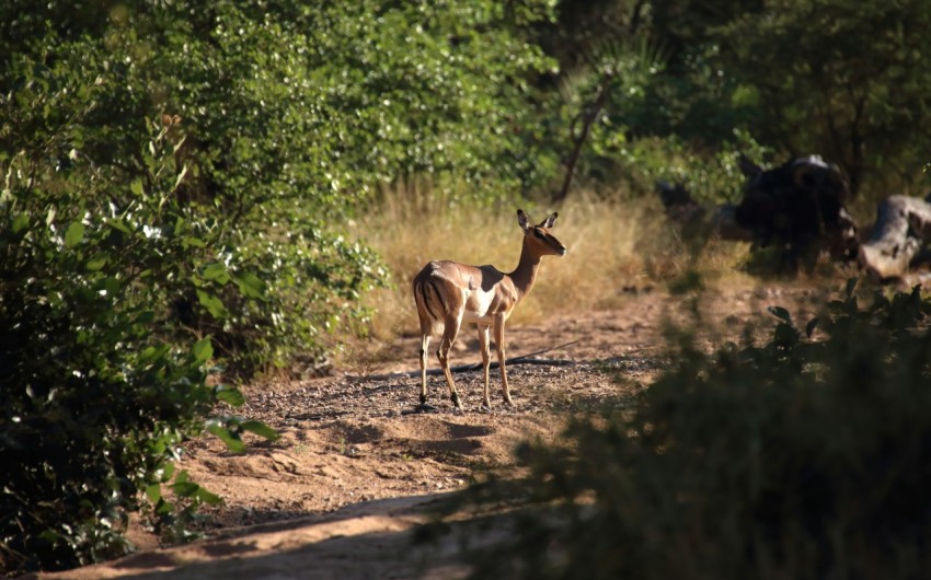 a small antelope standing on a dirt road