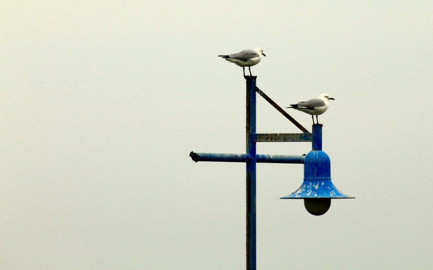 two seagulls sitting on top of a blue pole