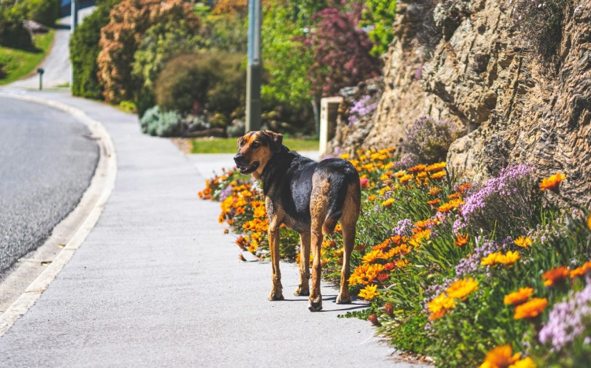 a dog walking down a road next to flowers