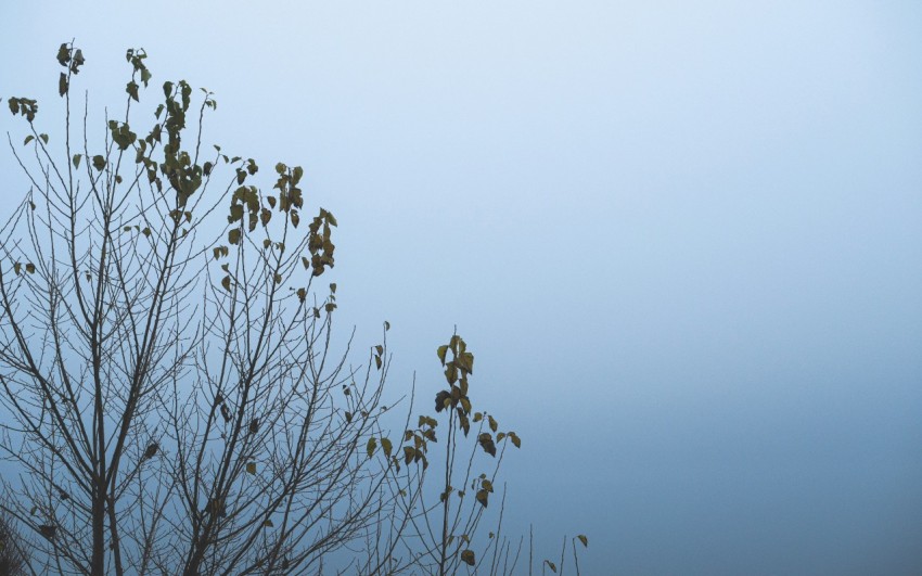 a flock of birds sitting on top of a tree