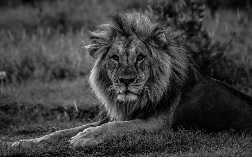 lion lying on grass field in grayscale photography