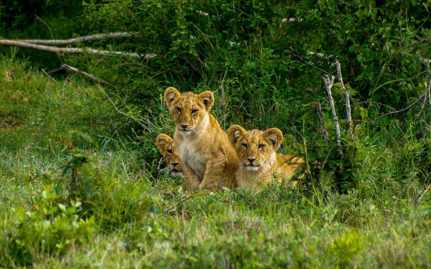 brown lioness on green grass field during daytime