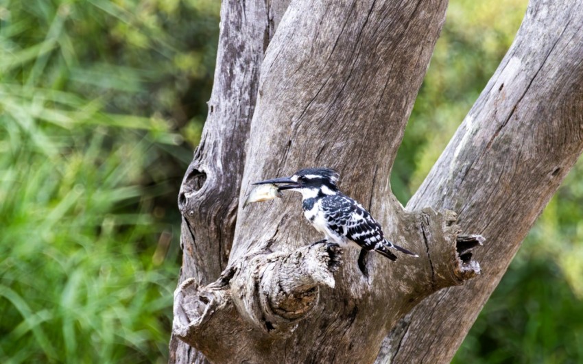 a bird perched on top of a tree branch