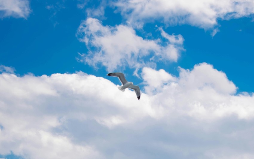 a seagull flying through a cloudy blue sky dmhyN_