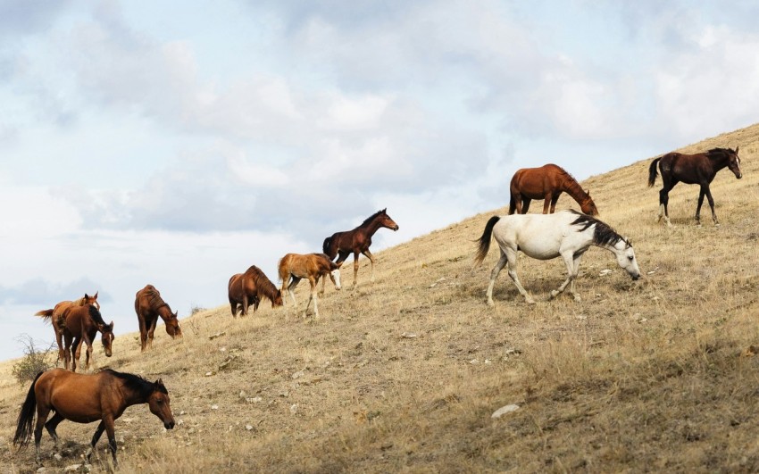 a herd of horses grazing on a dry grass covered hillside