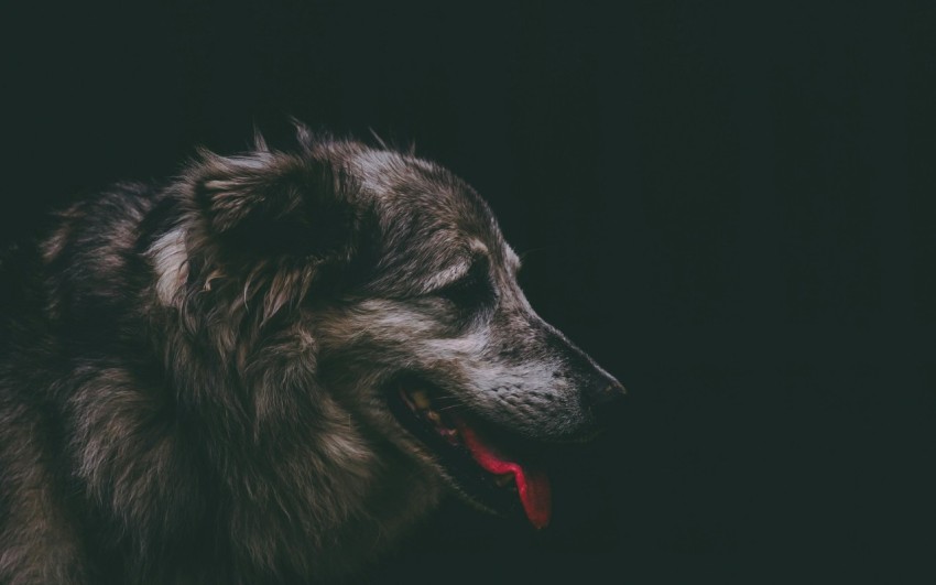 focus photography of brown dog