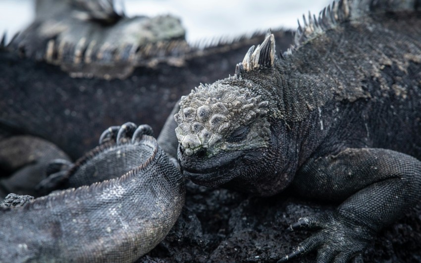 gray bearded dragon on black rock