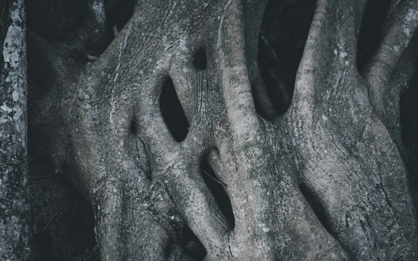 a close up of a tree with very large roots