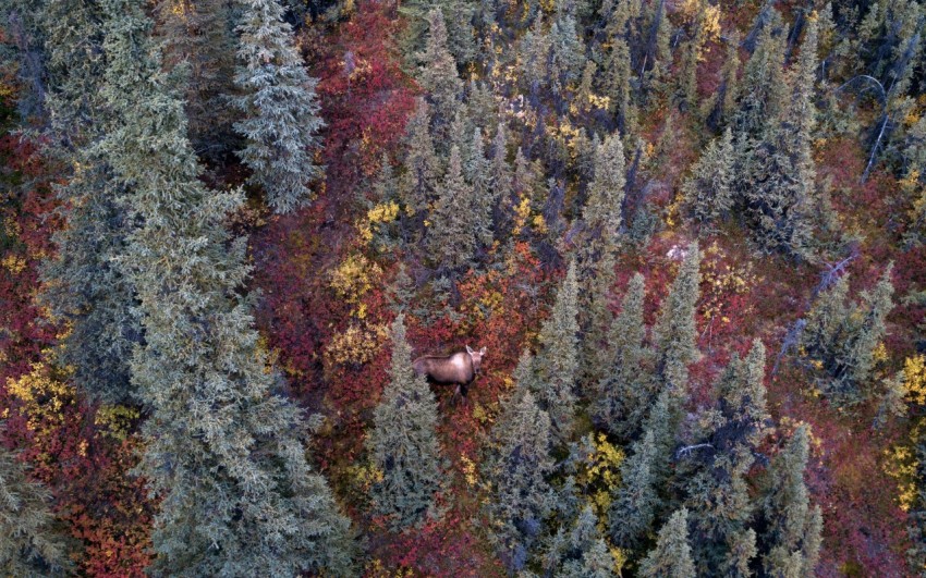 pine trees on the field