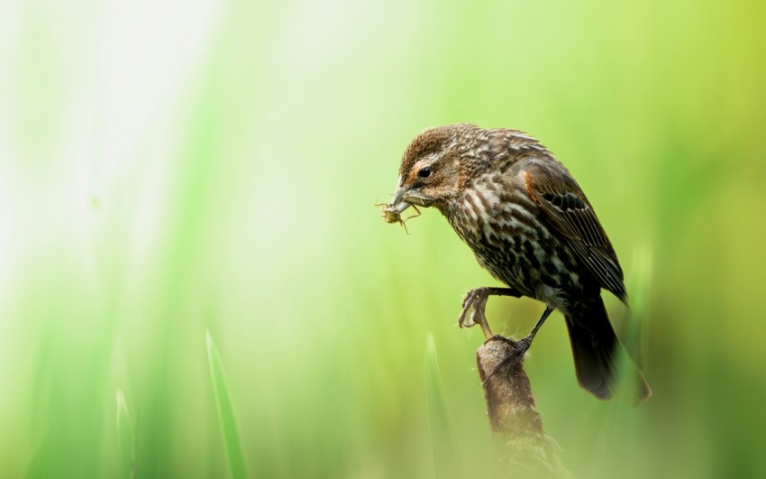 a bird sitting on a branch with a worm in its mouth