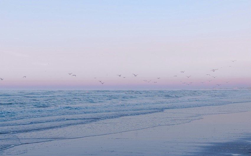 birds flying over the sea during daytime