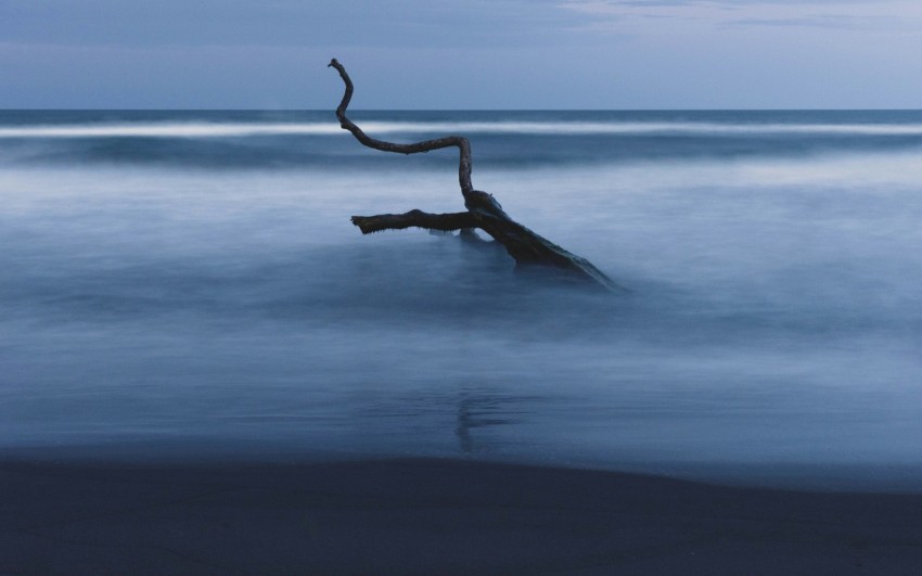 a tree branch sticking out of the water