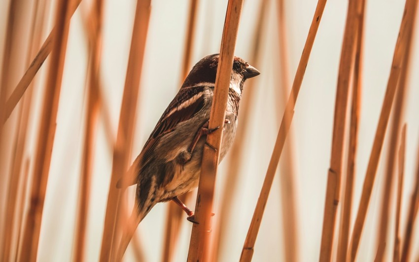 selective focus photography of bird perched on branch c