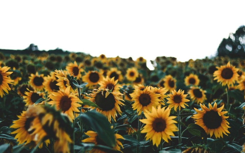 sunflower field during day time I